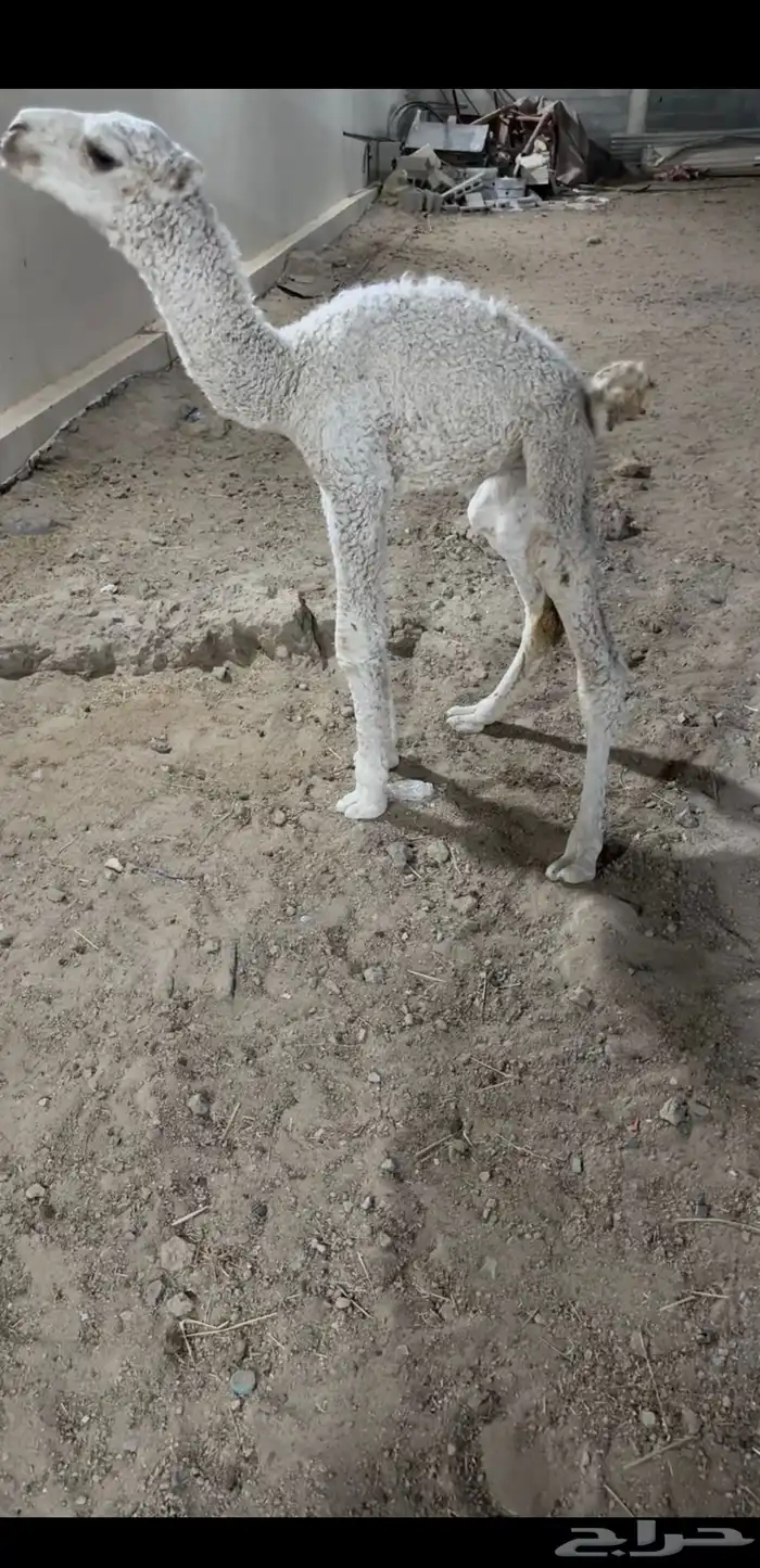 حوارضيار كفو 0