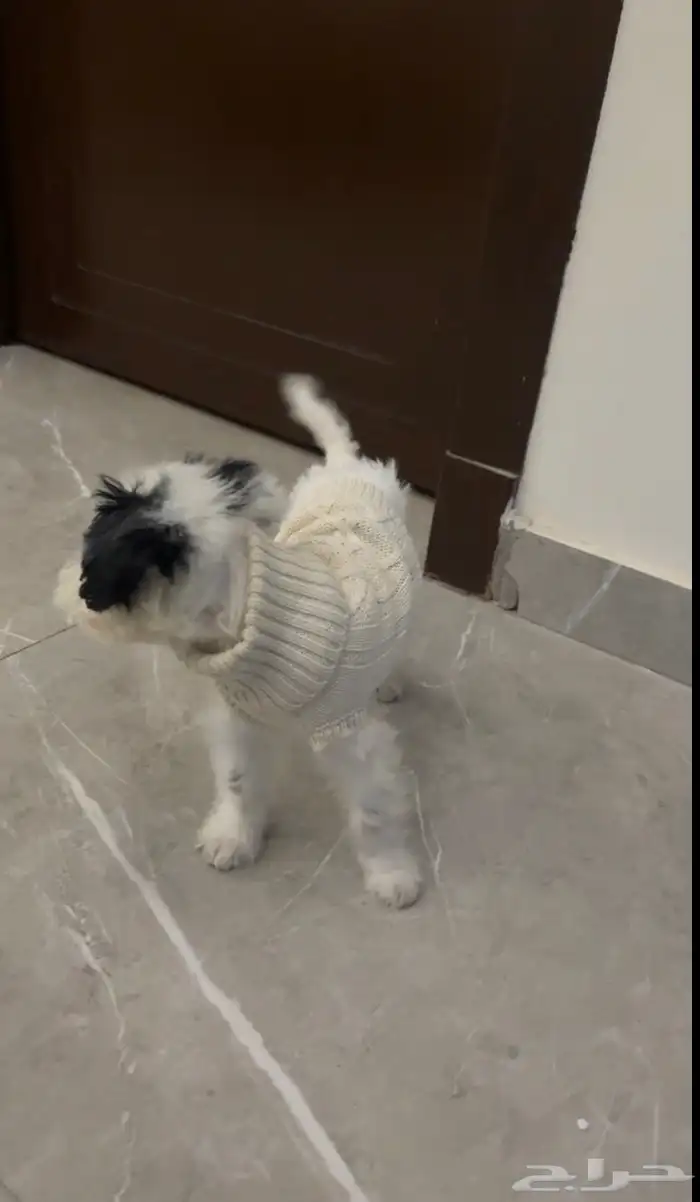 كلب ميني مالتيز للبيع 1