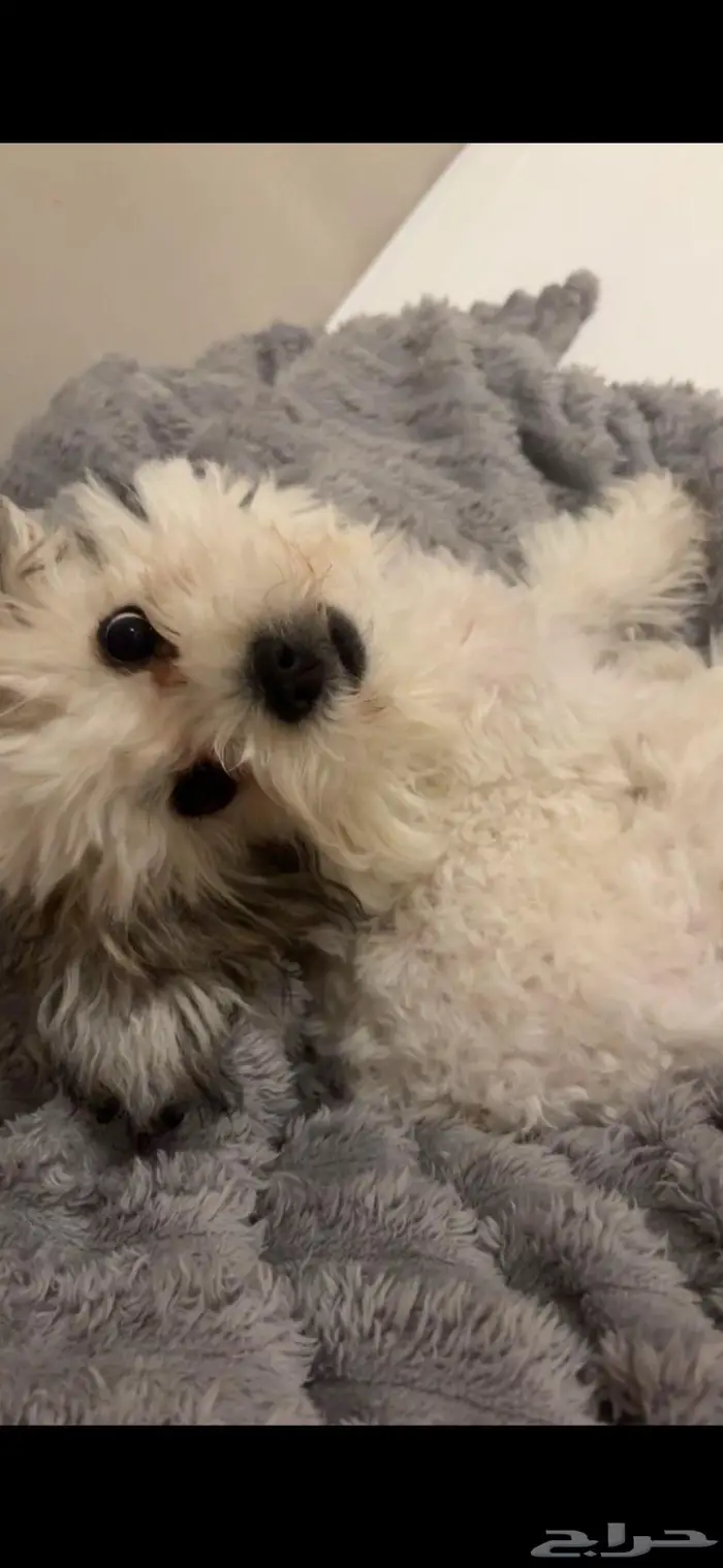 للبيع كلبة هافانيز   أبيض فرو كثيف 0