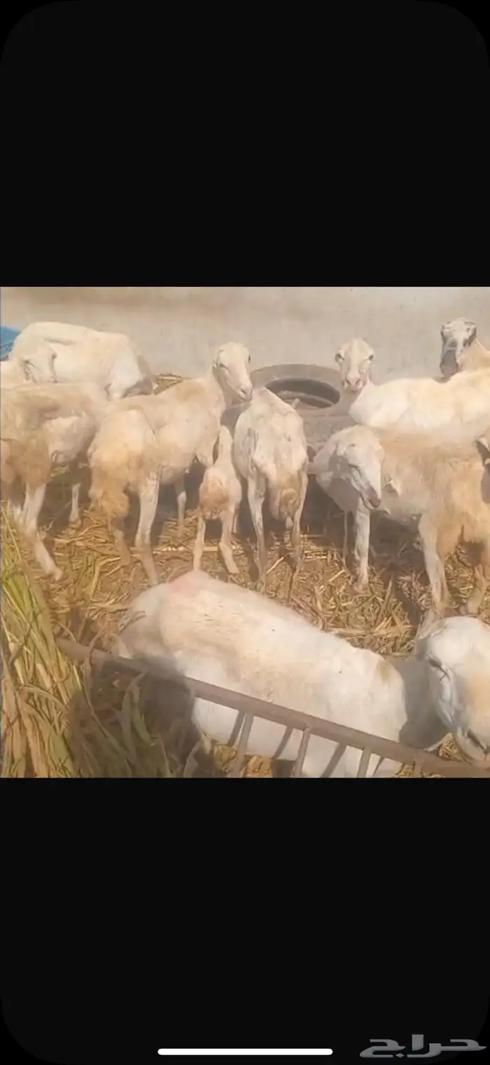 ضان بلدي العدد 14 4