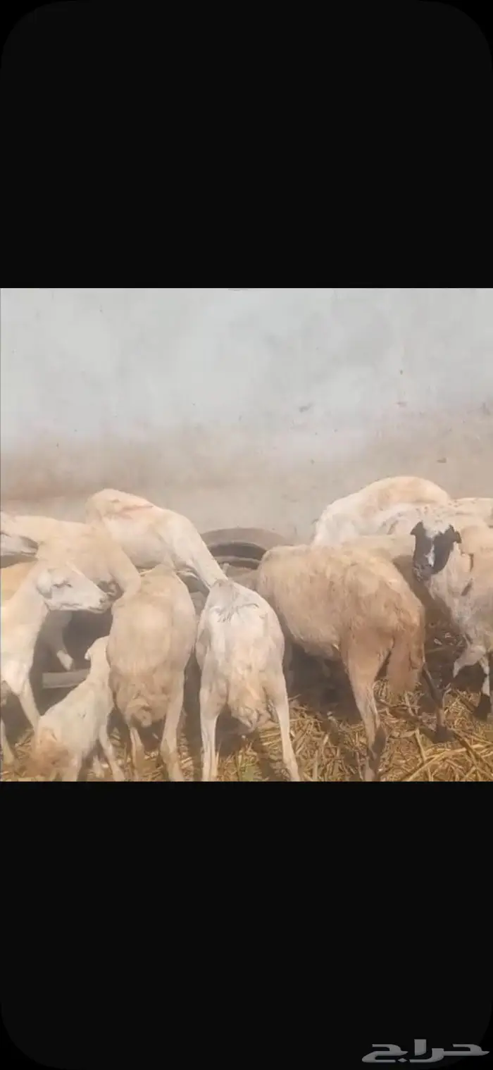 ضان بلدي العدد 14 0