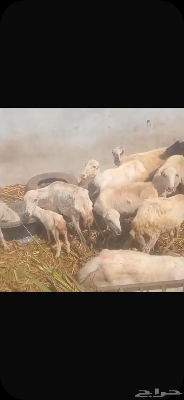 ضان بلدي العدد 14 2