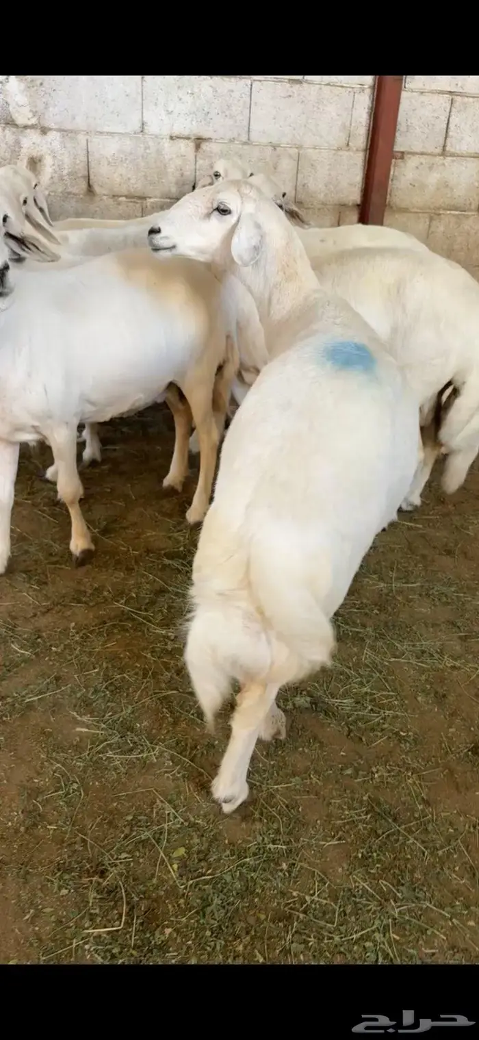 ضأن صنف و قاطعات وصف 20