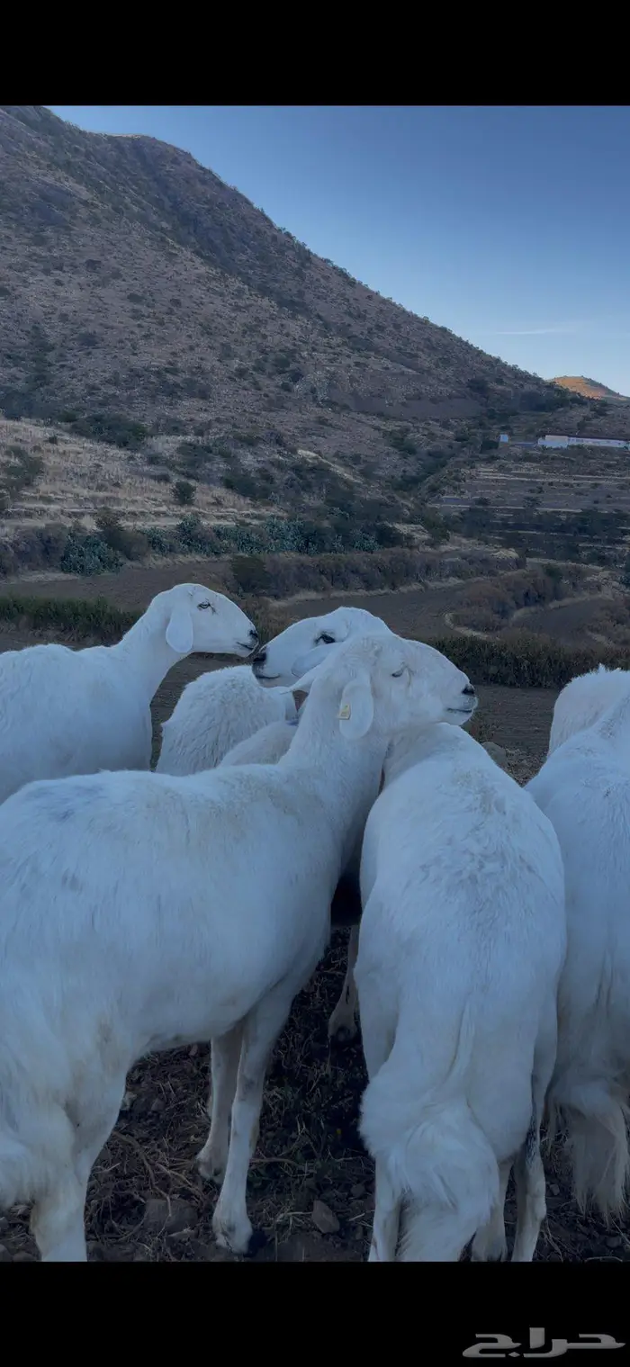 ضأن صنف و قاطعات وصف 2