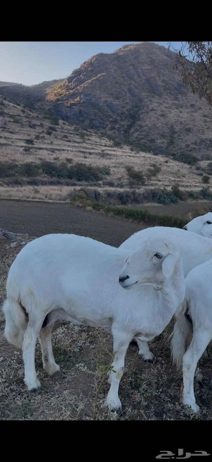 ضأن صنف و قاطعات وصف 1