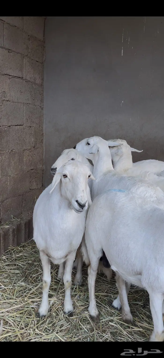 ضأن صنف و قاطعات وصف 9