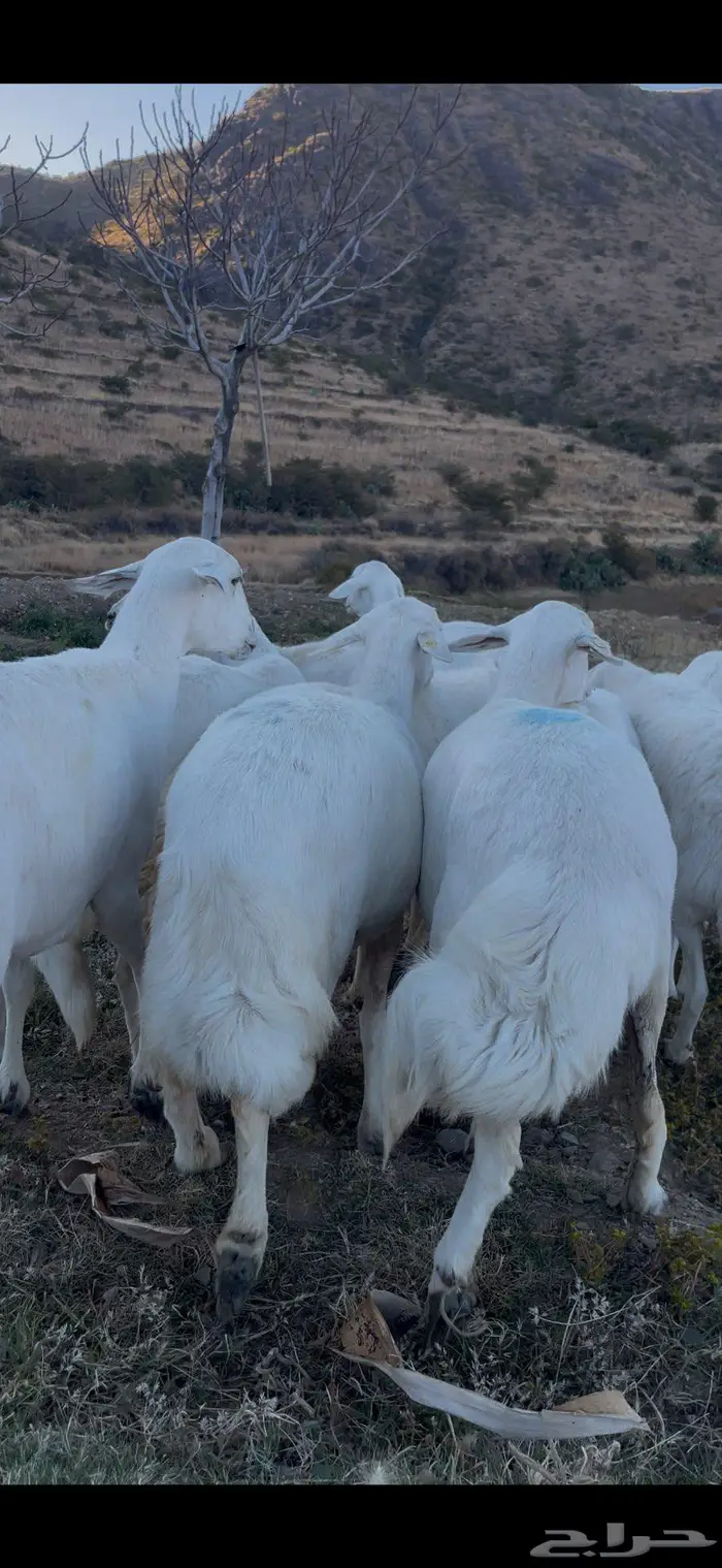 ضأن صنف و قاطعات وصف 14