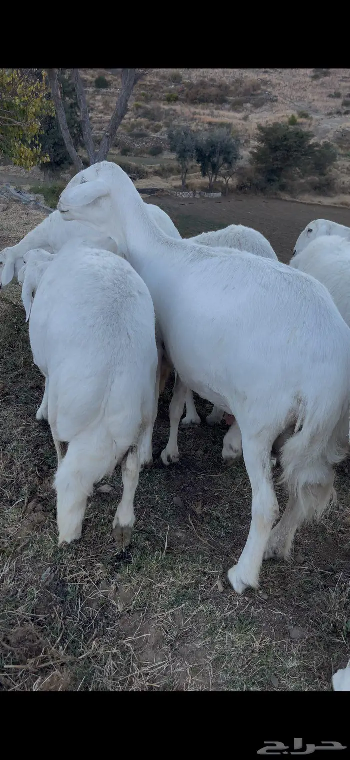 ضأن صنف و قاطعات وصف 7