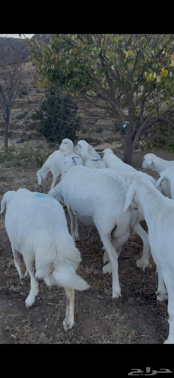 ضأن صنف و قاطعات وصف 10