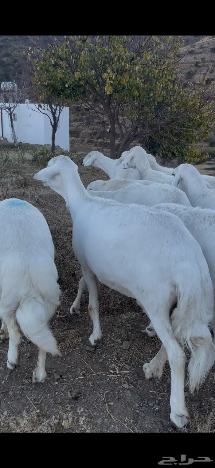 ضأن صنف و قاطعات وصف 12