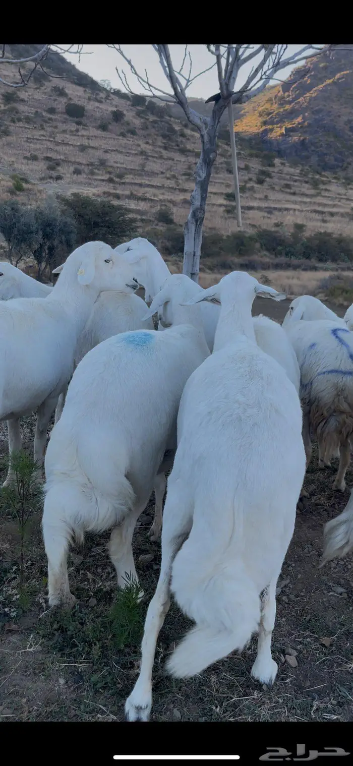 ضأن صنف و قاطعات وصف 16