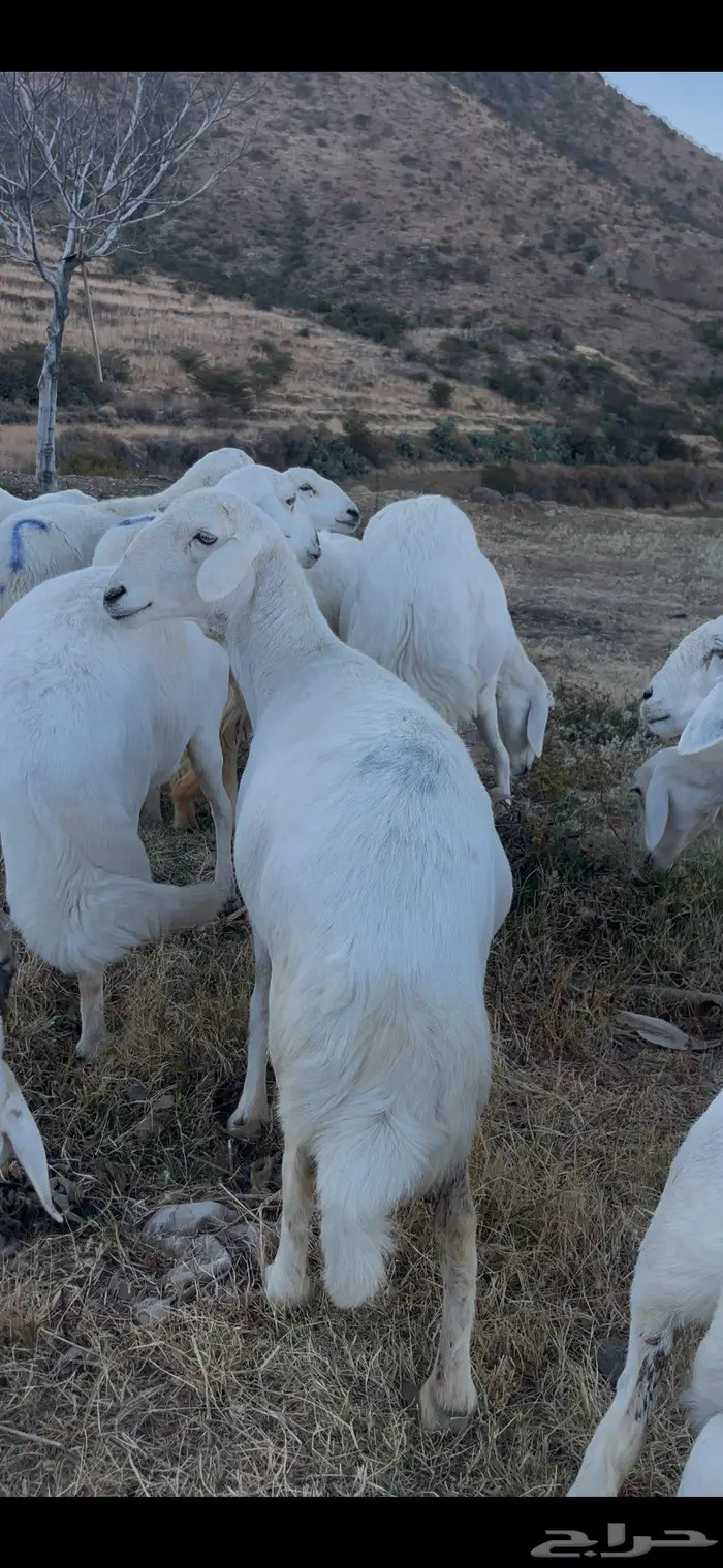 ضأن صنف و قاطعات وصف 18