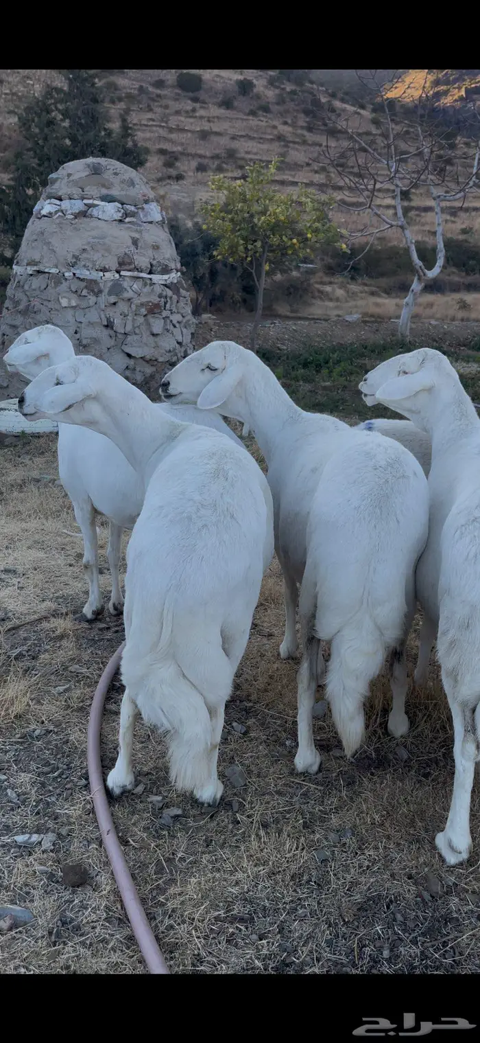 ضأن صنف و قاطعات وصف 15