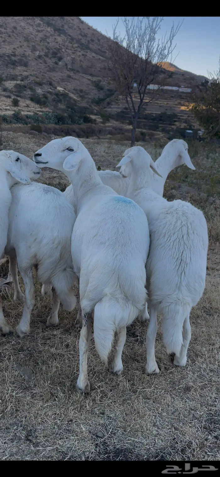 ضأن صنف و قاطعات وصف 17