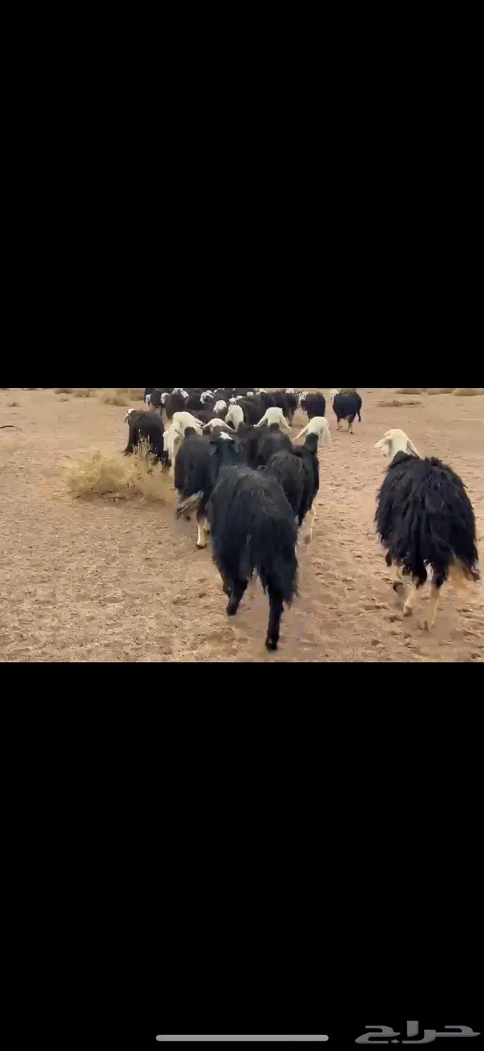 غنم نجد طيبه 0