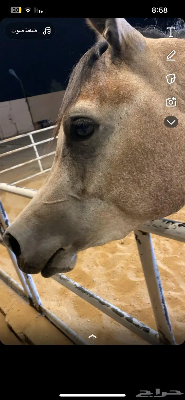 مهره عربيه شعبيه فاخررره 4