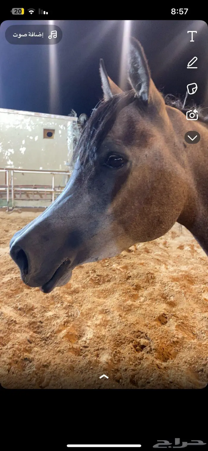 مهره عربيه شعبيه فاخررره 0