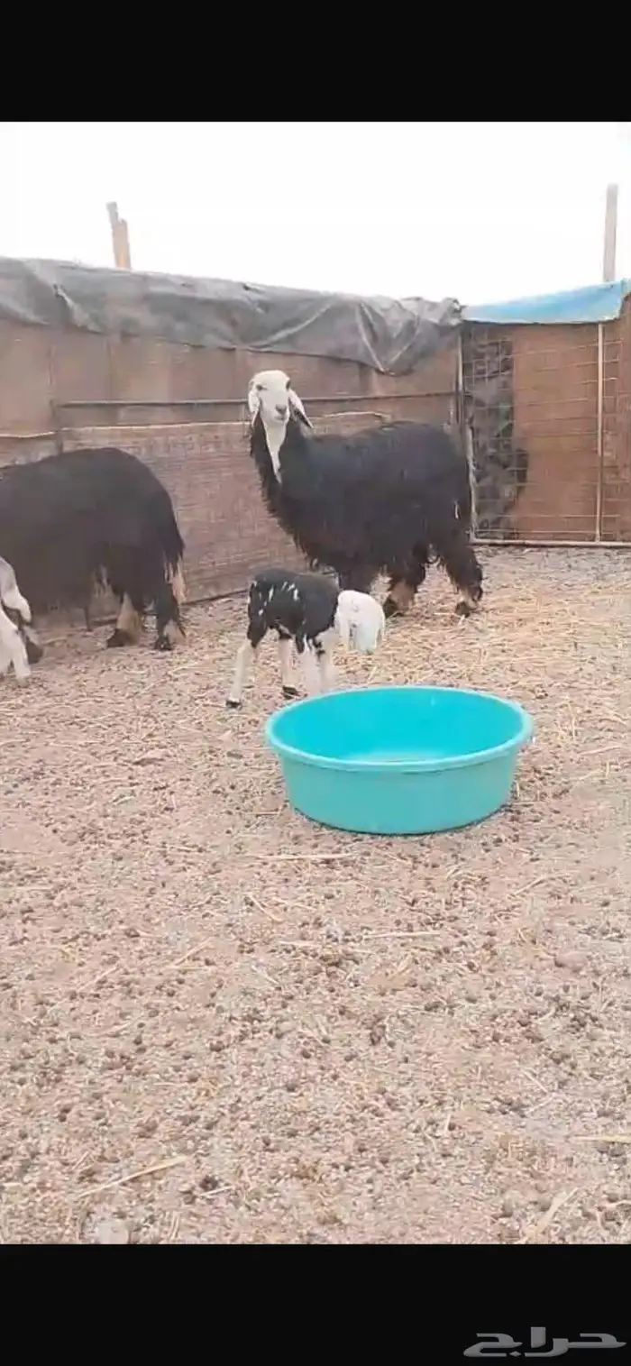 نجديات متابيع للبيع 2