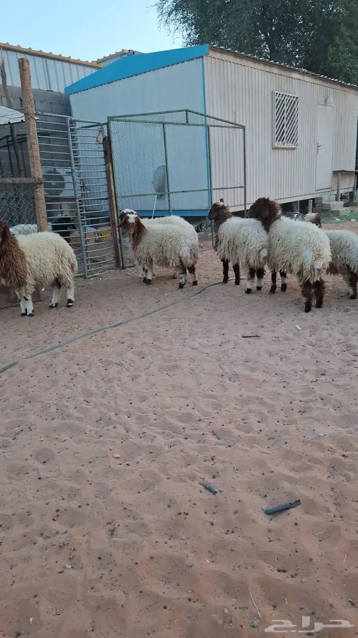 نعيم للبيع 2