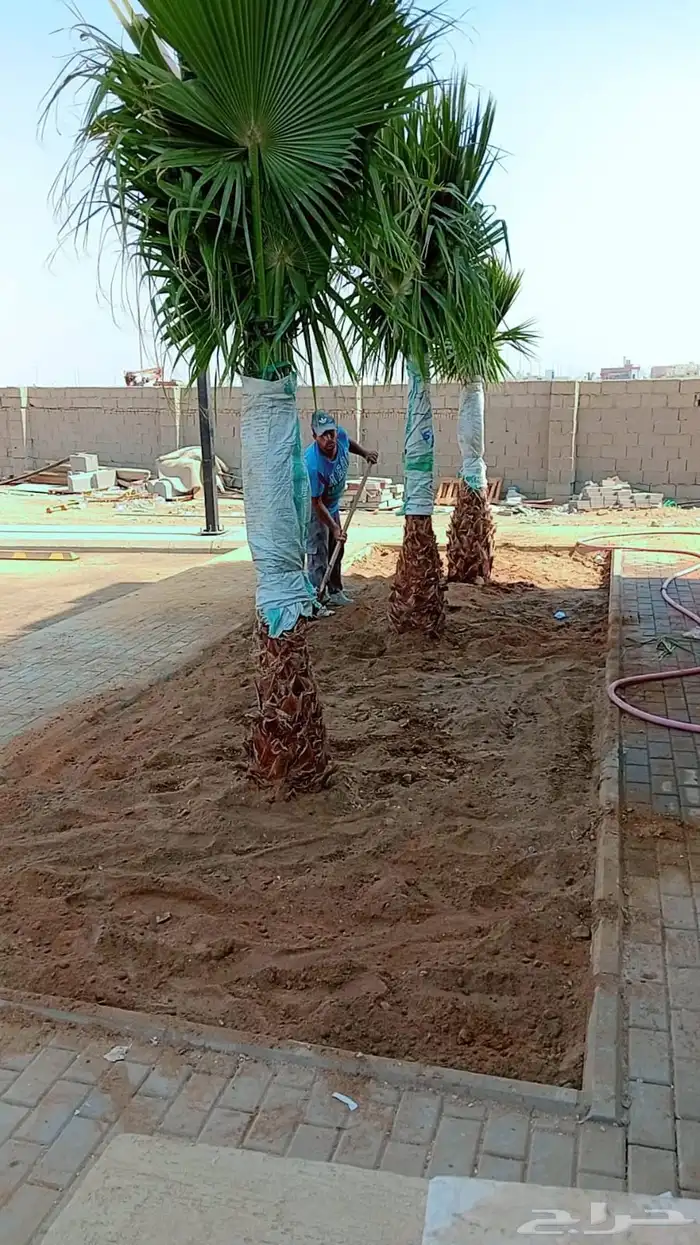 ثيل طبيعي سي 2000 مضمون مشروط درجه اولى 4