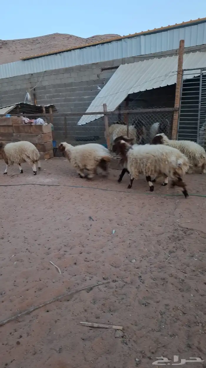 نعيم للبيع 0