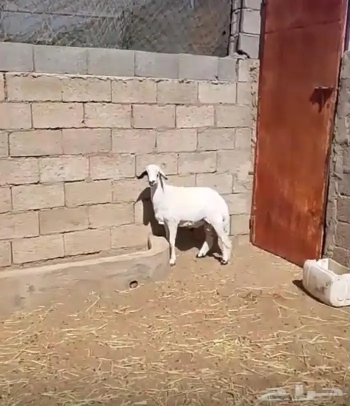 خروف ورخل مقفله شحم 3