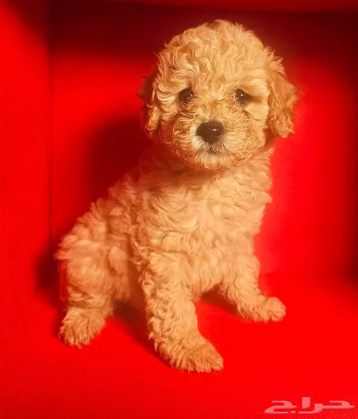 توي بودل toy poodel 4