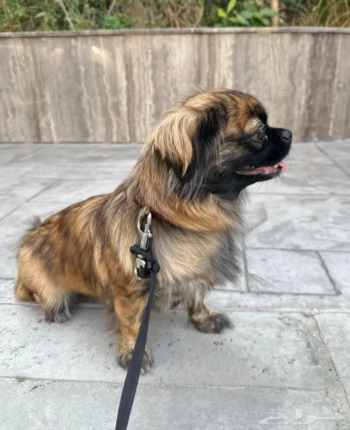 كلب للبيع بكنيز ع السووم 0