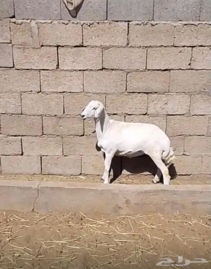 خروف ورخل مقفله شحم 4