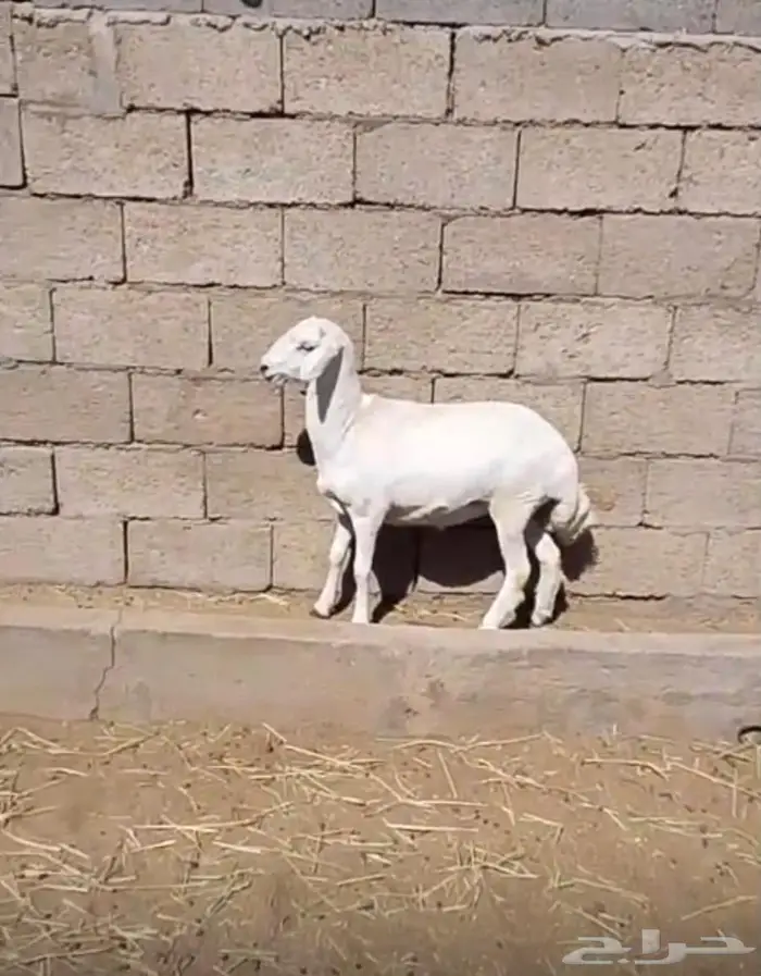 خروف ورخل مقفله شحم 5