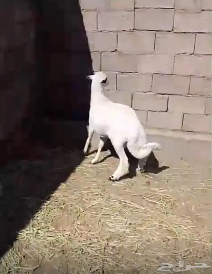 خروف ورخل مقفله شحم 1