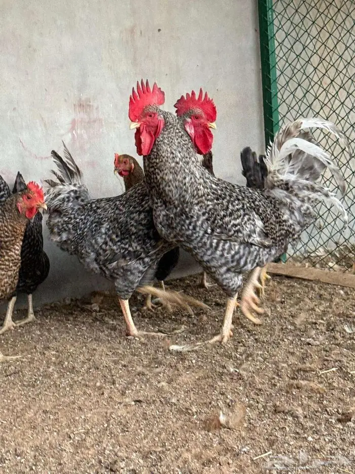 دجاج بياض تركي 1