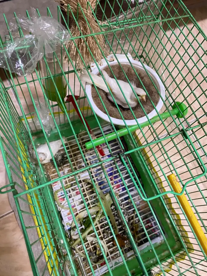 للبيع كناري جاهز تغريد 1