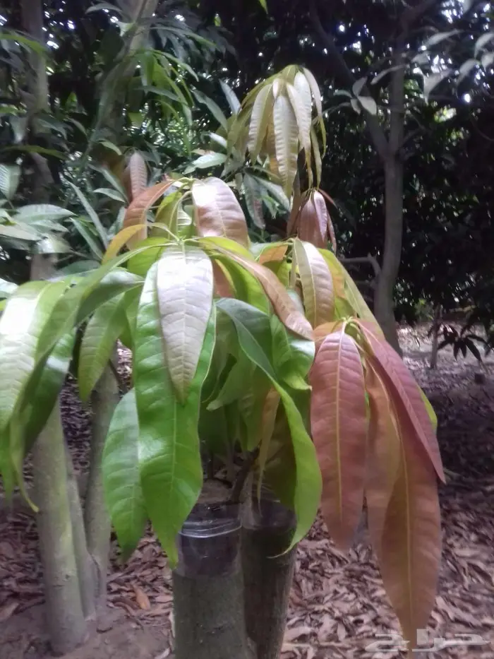 خدمات تطعيم وتقليم أشجار الفاكهة والموالح 3