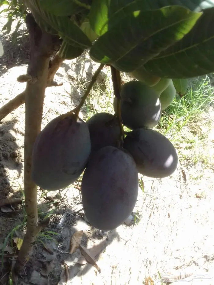 خدمات تطعيم وتقليم أشجار الفاكهة والموالح 2