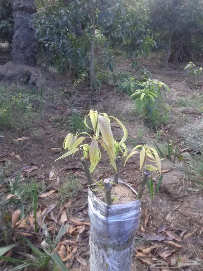 خدمات تطعيم وتقليم أشجار الفاكهة والموالح 7