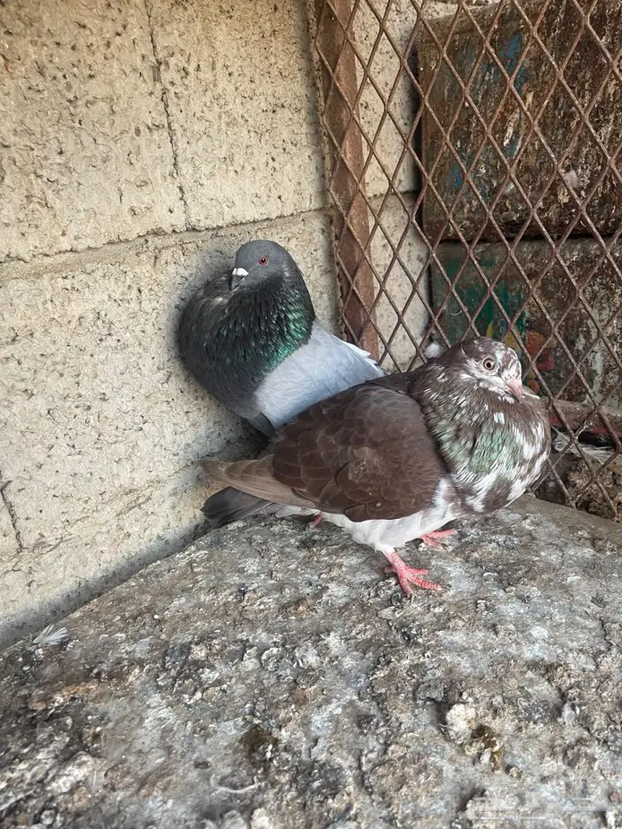 زوج نفاخ اسباني للبيع 1