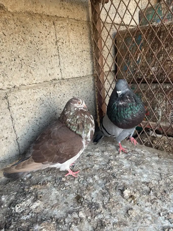 زوج نفاخ اسباني للبيع 0