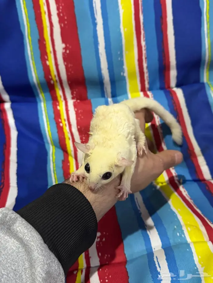 شوقر قلايدر (السنجاب الطائر) انثى اليفه 3