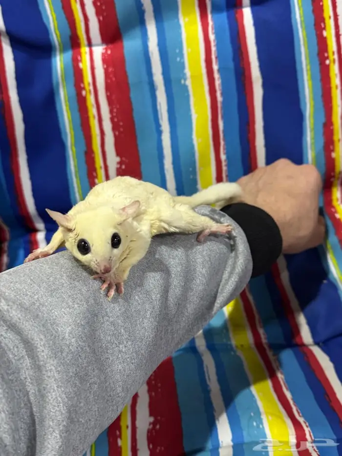 شوقر قلايدر (السنجاب الطائر) انثى اليفه 0