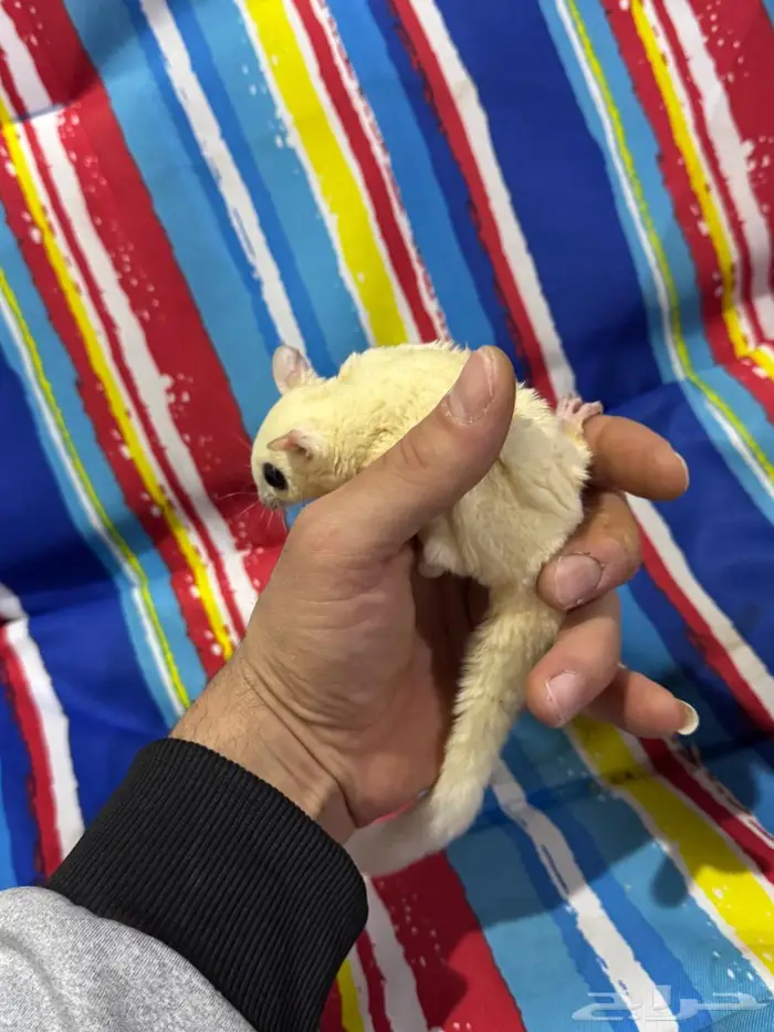 شوقر قلايدر (السنجاب الطائر) انثى اليفه 6