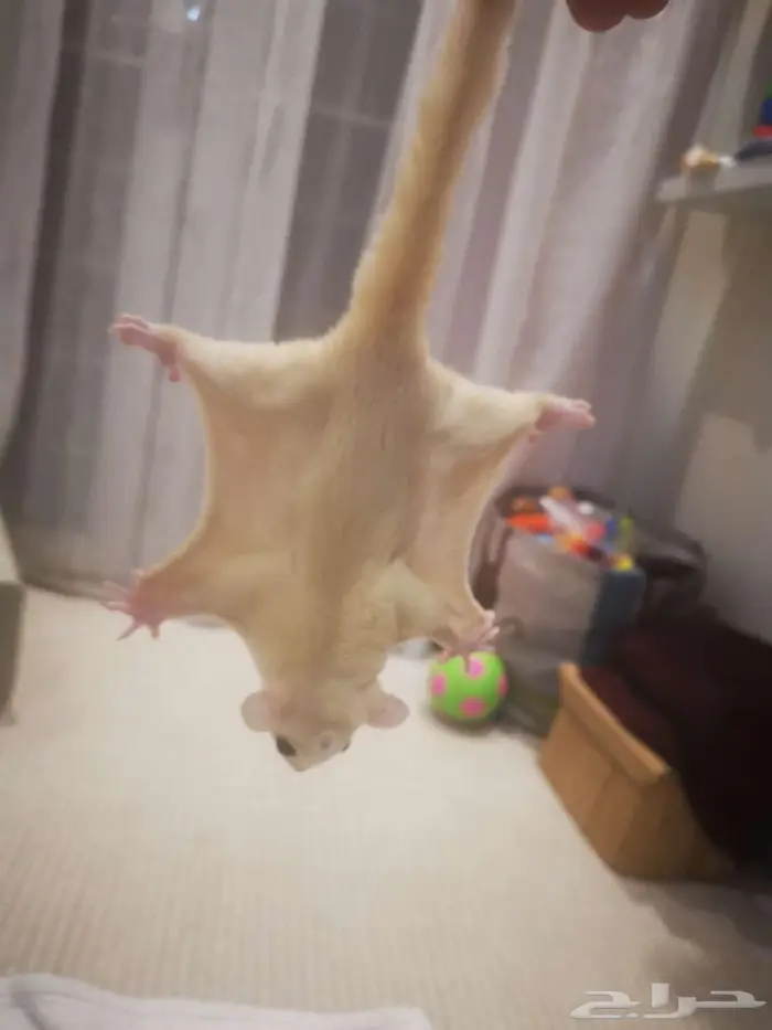 شوقر قلايدر سنجاب طائر 2