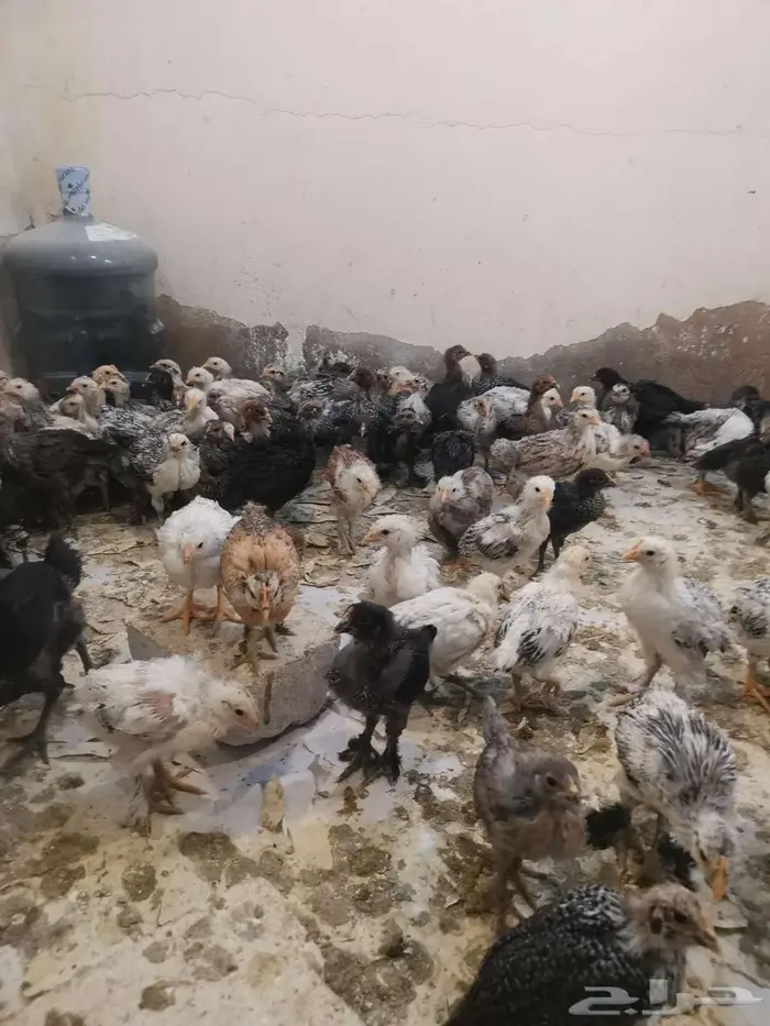 صوص هجين البراهما مع تركي مع فرنسي 3