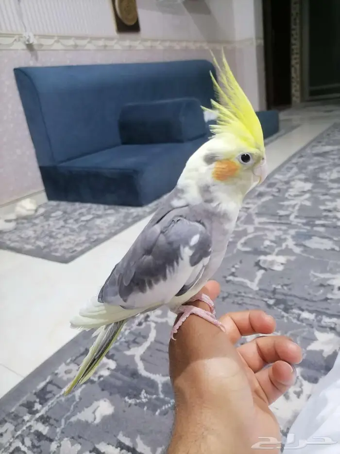 للبيع كروان اليف متكلم 0