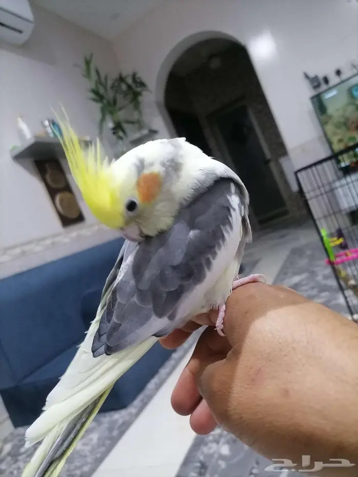 للبيع كروان اليف متكلم 5