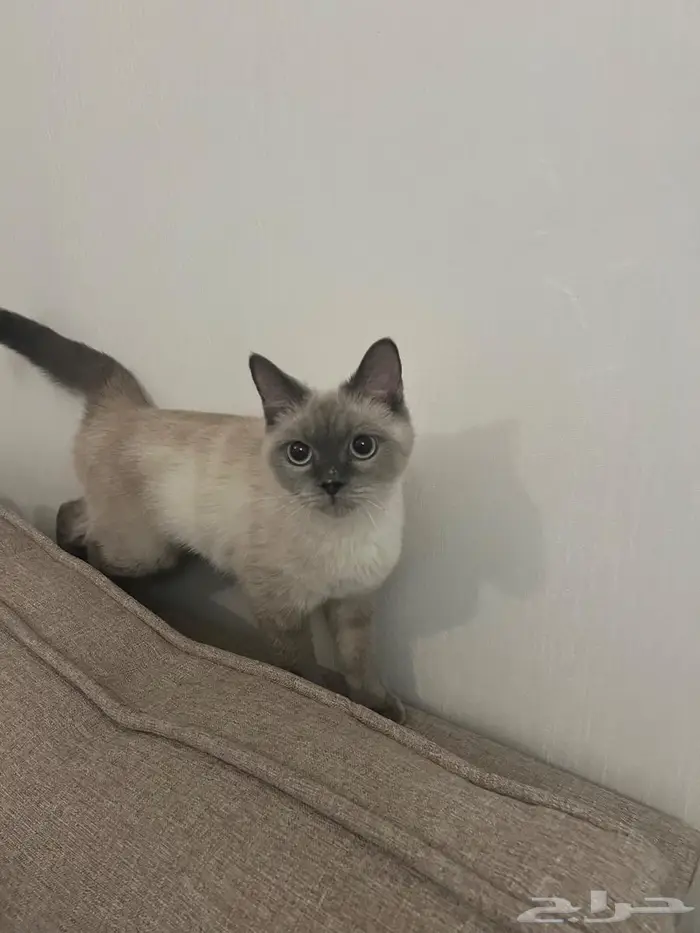 للتبني قطط هملايا 5