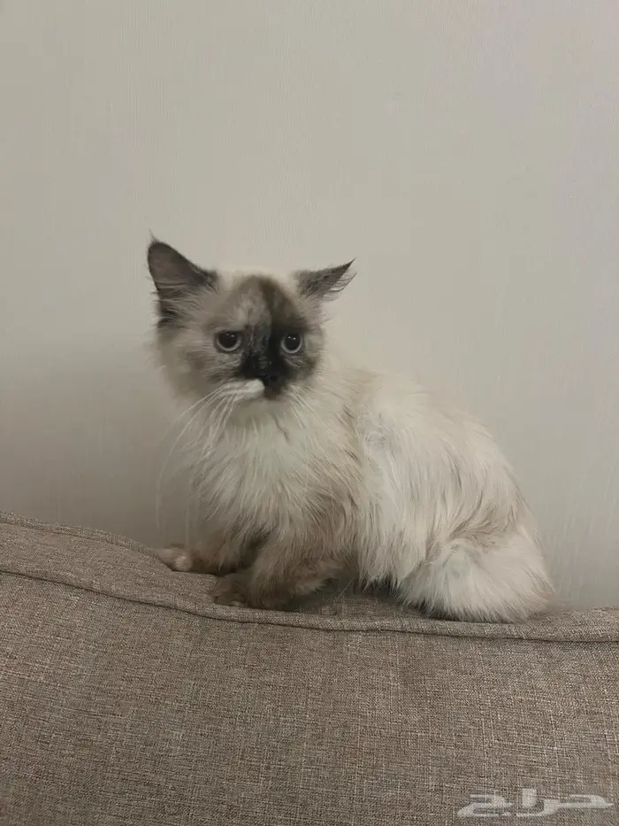 للتبني قطط هملايا 2