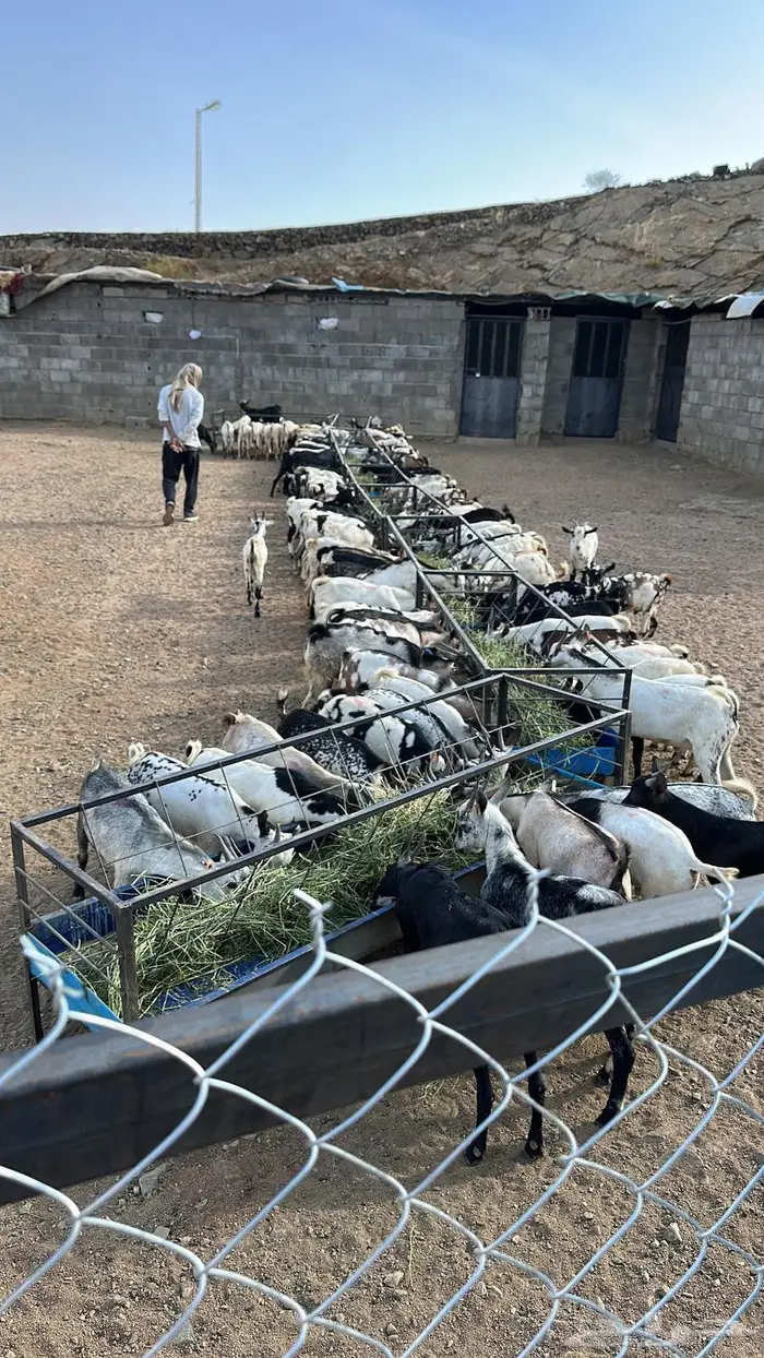 تيوس تربية مستورد جيبوتي 0