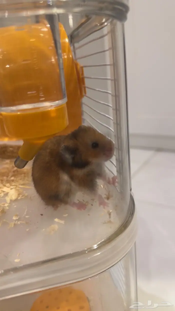 هامستر للبيع 0