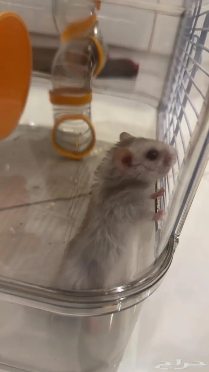 هامستر للبيع 5
